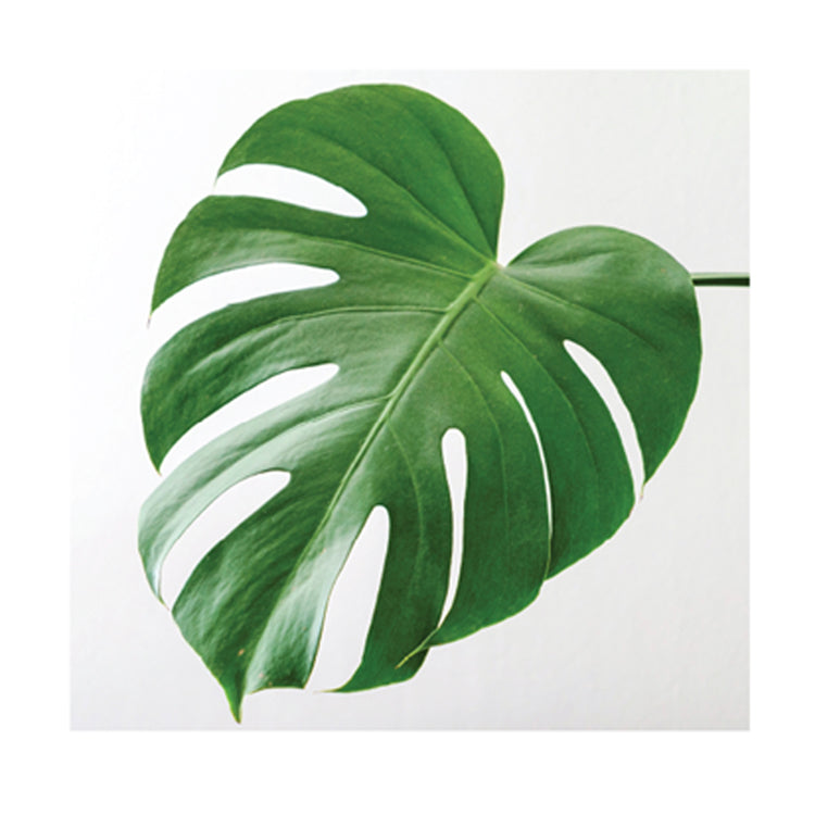 Monstera 60x60cm Canvas Print
