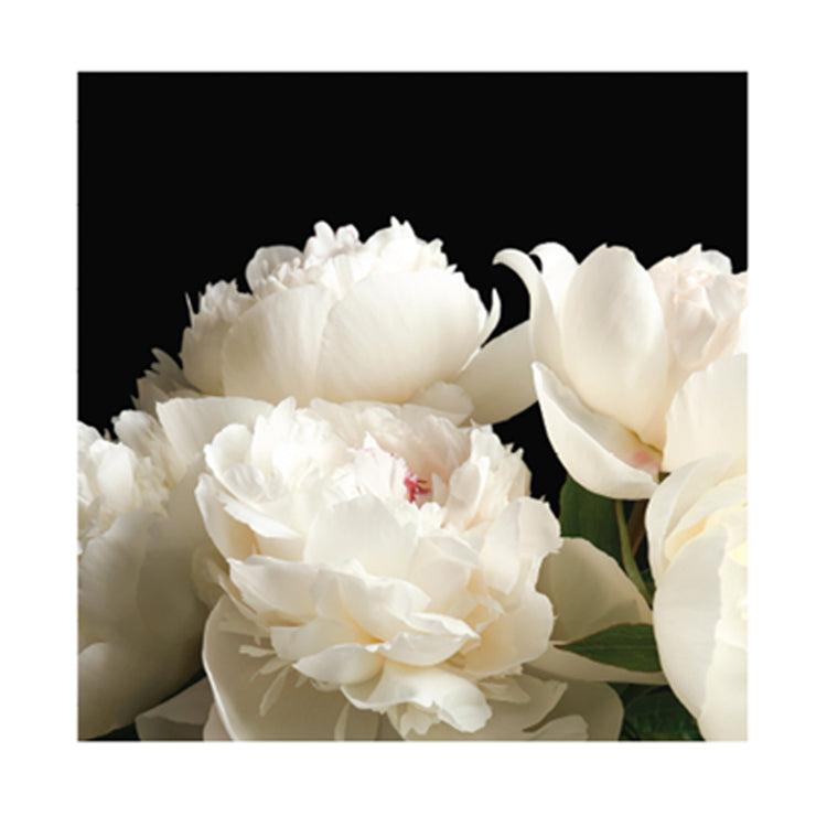 White Peonies 80x80cm Canvas Print