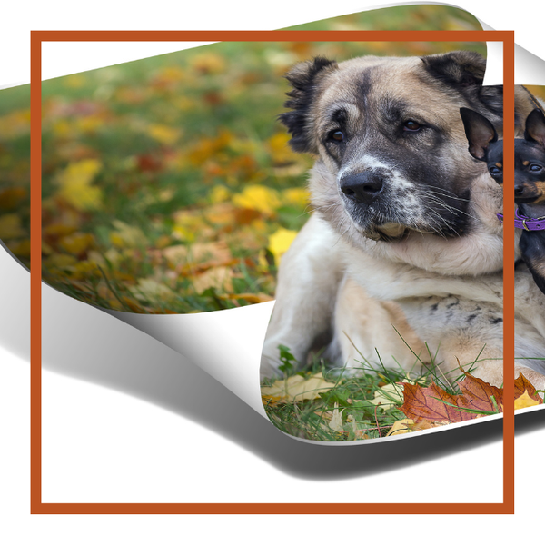 Enlargement Photo Prints
