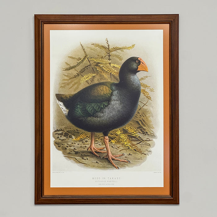 Takahē, Custom Framed Wall Art